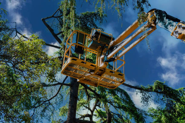 Professional Tree Care Services in Philadelphia, PA