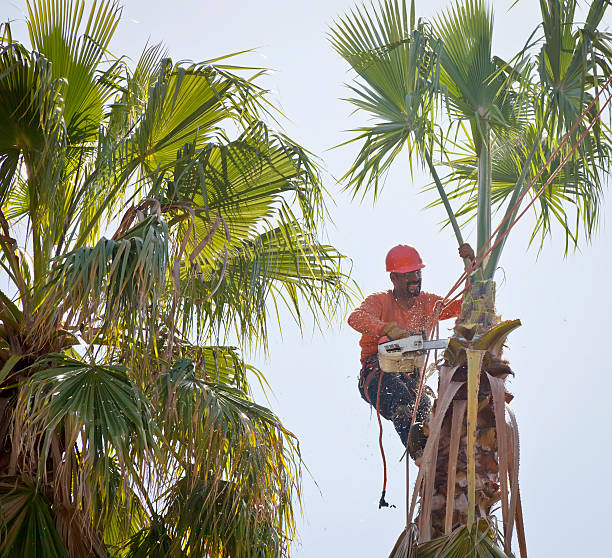 How Our Tree Care Process Works  in  Philadelphia, PA